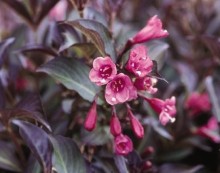 Vajgélie květnatá NANA PURPUREA, K1