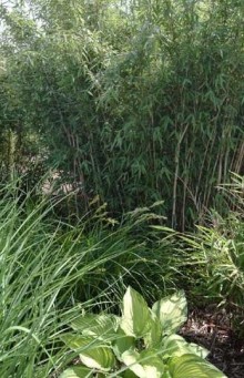 Bambus - Fargesia nitida