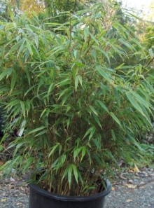 Bambus - Fargesia rufa