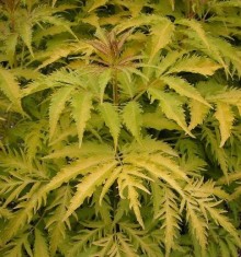 Bez hroznatý ´Plumosa Aurea´ K2