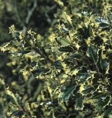 Cesmína ostrolistá ´Ferox Argentea´ - samec