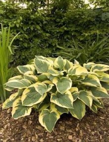 Hosta AUSTIN DICKSON @