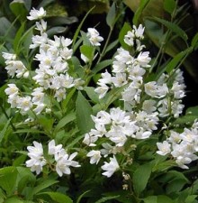 Trojpuk něžný NIKKO