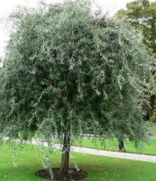 Hrušeň vrbolistá ´Pendula´ KM 180-K15