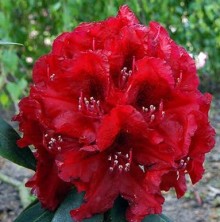 Rhododendron ´Erato´
