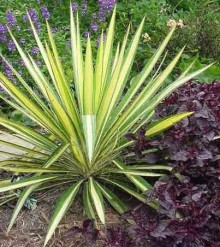 Juka - Yucca flaccida GOLDEN SWORD