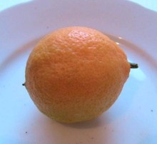 Citrus taitensis "OTAHEITE"