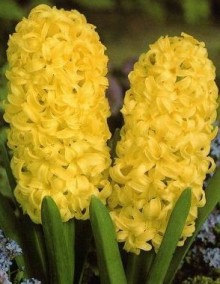 Hyacint YELLOW QUEEN 3ks