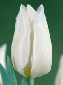 Tulipán AGRASS WHITE 100 cibulí