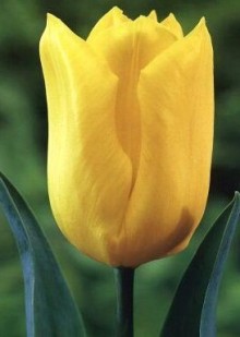 Tulipán STRONG GOLD