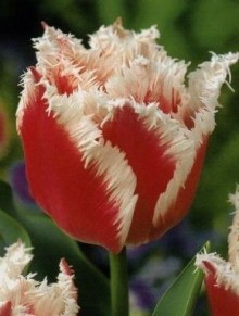 Tulipán Bell Song