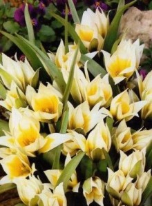 Tulipán - Tulipa tarda- 5 ks