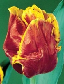 Tulipán BRIGHT PARROT