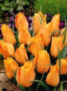 Tulipa BATALLINI BRIGHT GEM