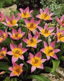 Tulipán skalní - Tulipa saxatilis 10ks