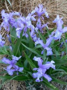 Kostaec - Iris graeberiana