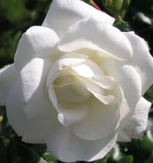 Růže WHITE NEW DAWN