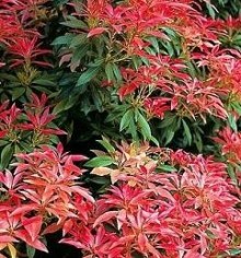 Pieris japonský 'Forest Flame'