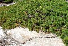 Borovice Banksova ´Prostrata´, K5