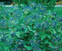 Kalina zubatá 'Blue Muffin', K1