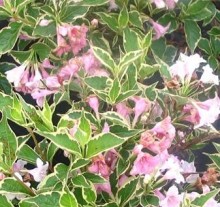 Vajgélie NANA VARIEGATA, K1