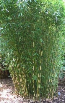 Bambus - Fargesia murieliae ´Simba´