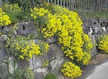 Tařice skalní SUMMIT