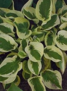 Hosta BRIM CUP