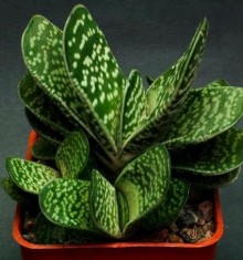 Gasteria sp.