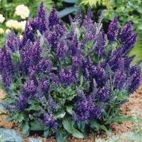 Šalvěj hajní VIOLET QUEEN