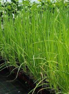 Cibule zimní - ošlejch