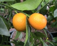Fortunella japonica - kumqvat