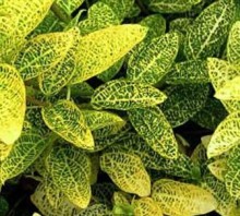 Zimolez japonský ´Aureoreticulata´ K3