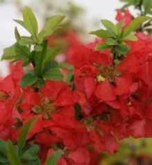 Kdoulovec ´Texas Scarlet´ K1