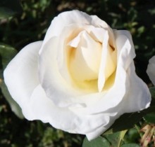 Růže MOUNT SHASTA