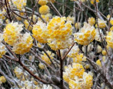 Edgeworthia chrysantha GRANDIFLORA