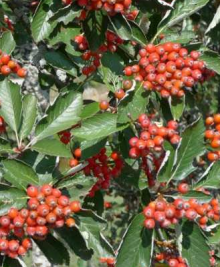 Jeřáb muk ´Magnifica´ OK 8-10 ZB