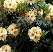 Rhododendron ´Prof. Scholz´