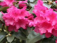 Rhododendron ´August Lamken´