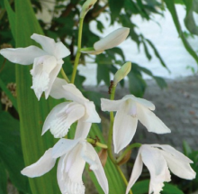 Bletilla striata ALBA - venkovní orchidej