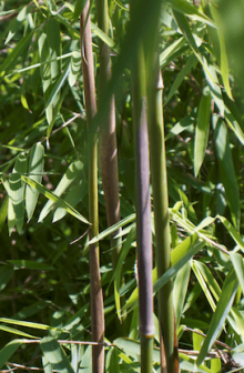 Bambus - Fargesia jiuzhaigou