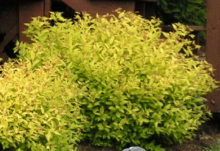 Tavolník japonský ´Goldmound´, K1