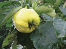 Kdouloň obecná LESKOVAC Kdouloň obecná LESKOVAC