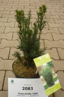 Tis prostřední ´Hillii´, K2