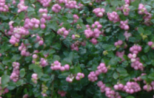 Pámelník  'Magic Berry', K1