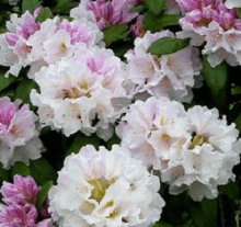 Rhododendron 'ESKIMO'
