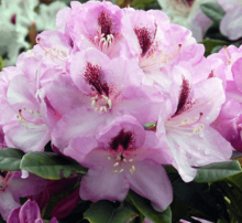 Rhododendron 'LUGANO'