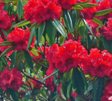 Rhododendron ´RED JACK´