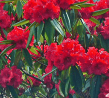 Rhododendron ´RED JACK´ (40-60cm-K5)