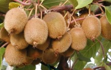 KIWI - Actinidia chinensis Yennie-Jenny